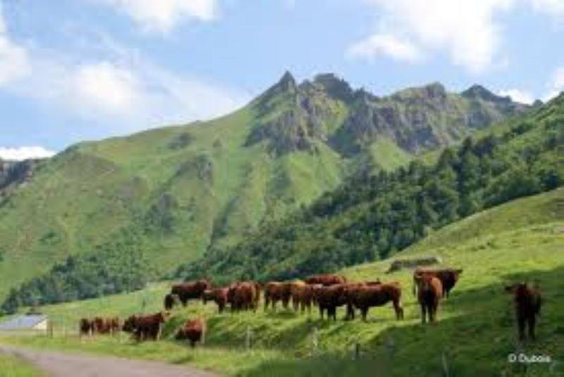 Lilas, Gite Saint Antoine, Orcival, Entre Sancy Et Volcans. Екстер'єр фото